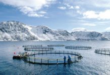 La vérité sur les poissons d’élevages – toxicité: 1/ santé: 0